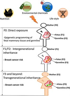 Diet and Transgenerational Epigenetic Inheritance of Breast Cancer: The Role of the Paternal Germline